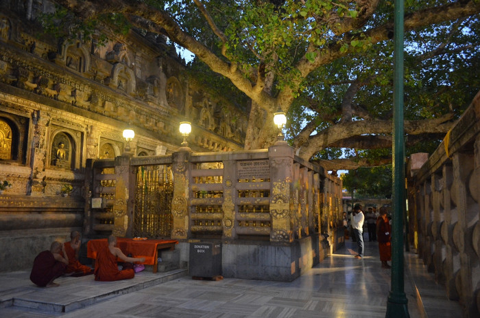 Храм Махабодхи, святое дерево Бодхи