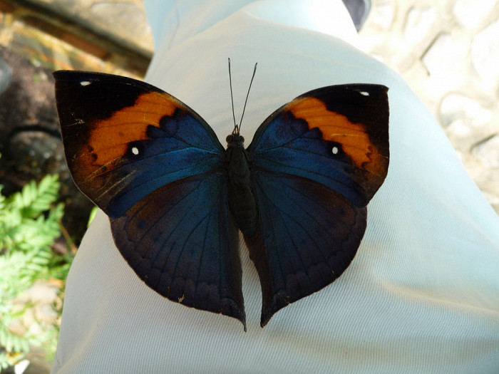 Сад бабочек Пхукета, на экскурсии
