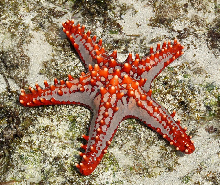 Морская звезда, Кения