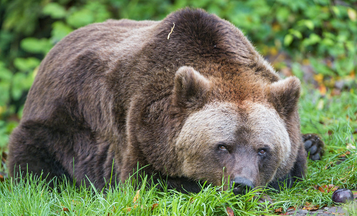 Зоопарк в Мюнхене, медведь