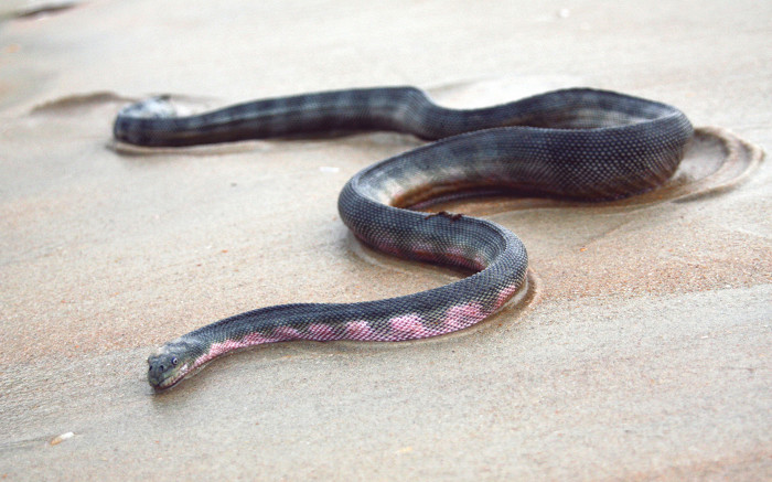 Морская змея, Шри-Ланка