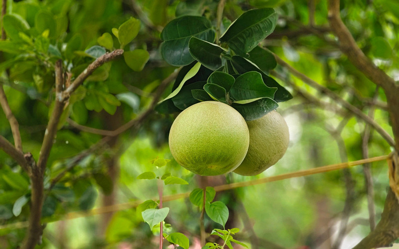 Помело: как и где растет, когда созревает и в чем польза самого большого цитруса