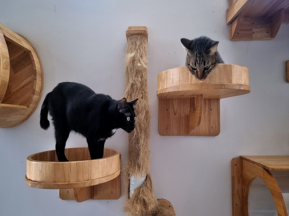 Коты в кафе