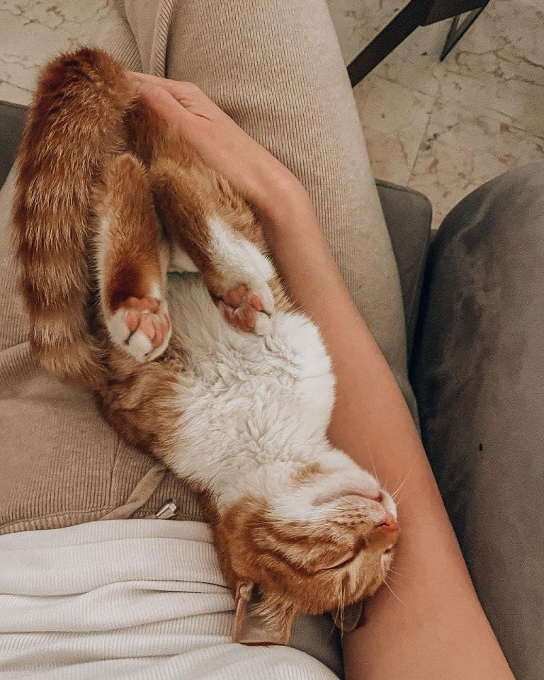 Свежий воздух, запах сосен и кругом котейки5