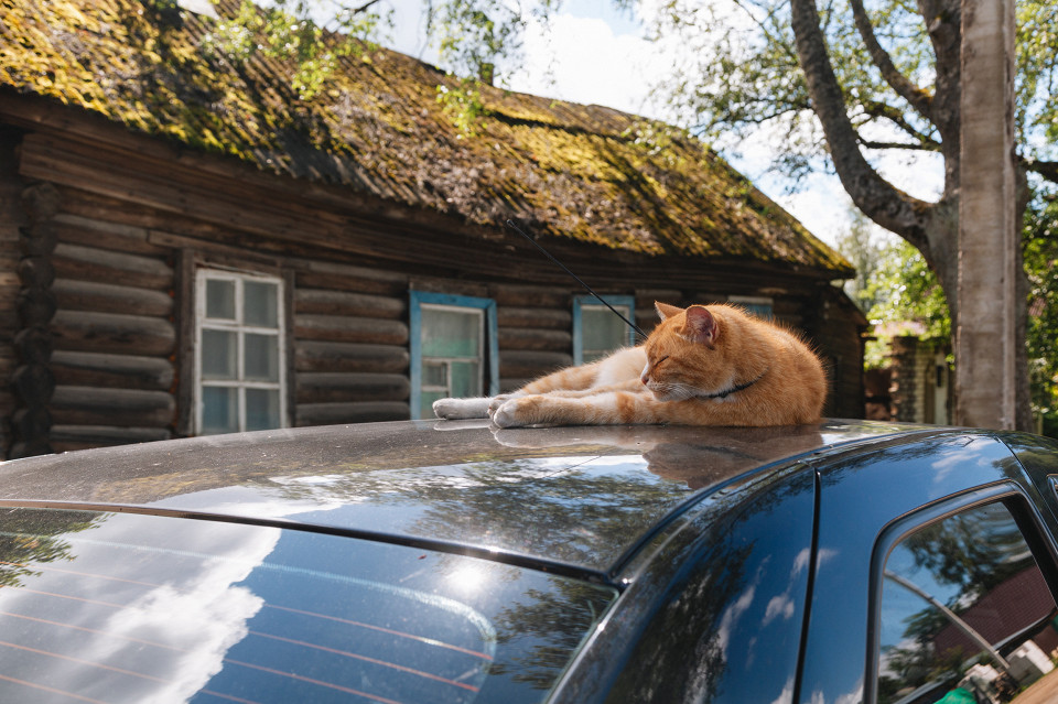 Осташков, домик и котик