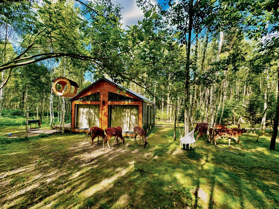 Ферма «Бэмби Лэнд» с оленями, Волоколамский район, Московская область
