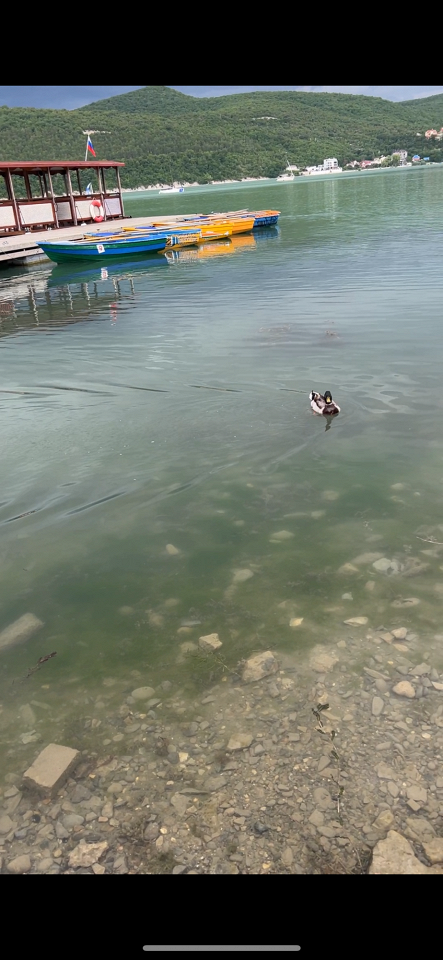 Водоросли в Анапе, отзыв4