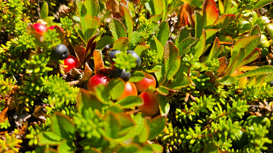 На Кольском полуострове15