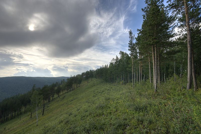 Тайга в Емельяновском районе Красноярского края, Сибирь