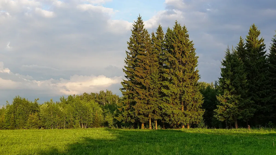 Топ самых больших и высоких деревьев мира 3