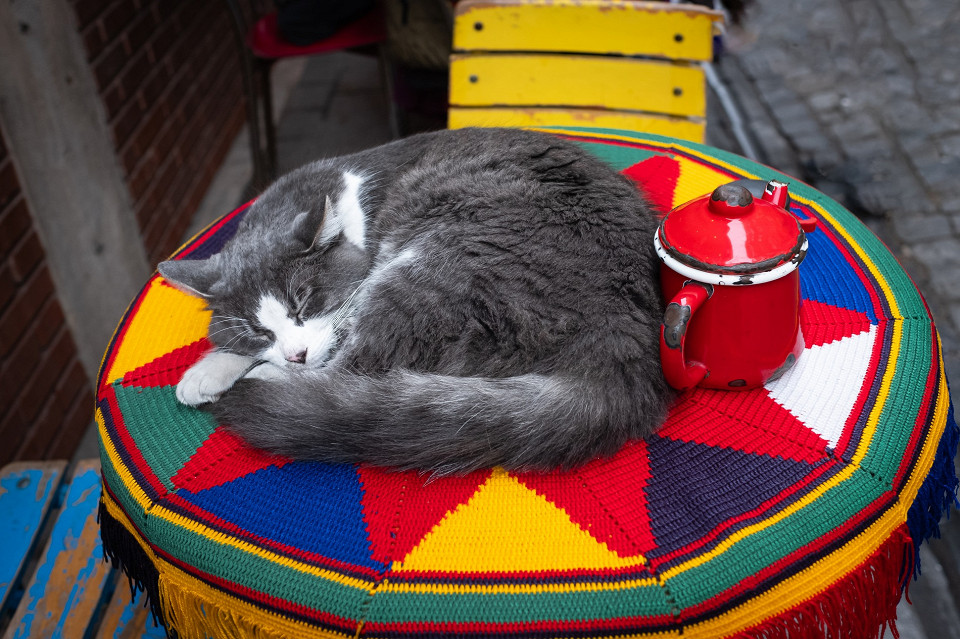 Кот спит, Турция
