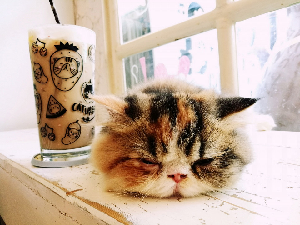 Кот спит и кофе