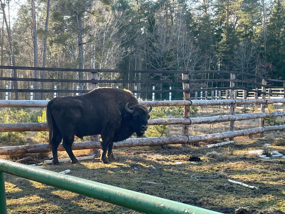 Зубр в Беловежской пуще, Беларусь
