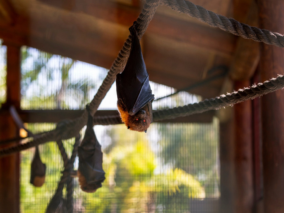 Вампиры в мифологии: легенды, происхождение и образы 4