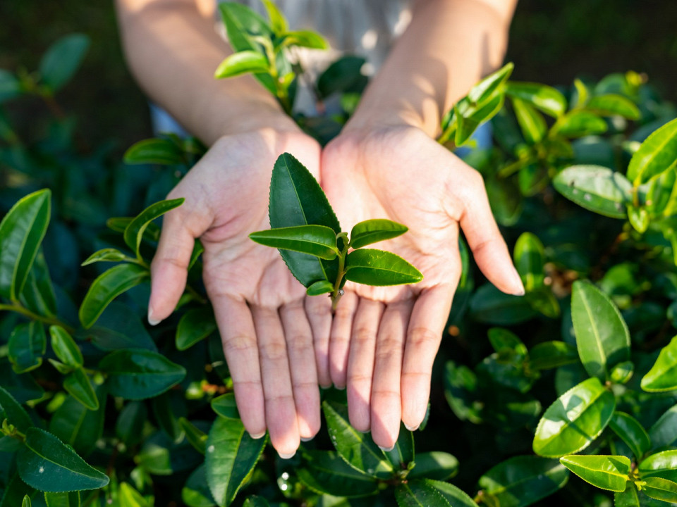 Где растет чай 2