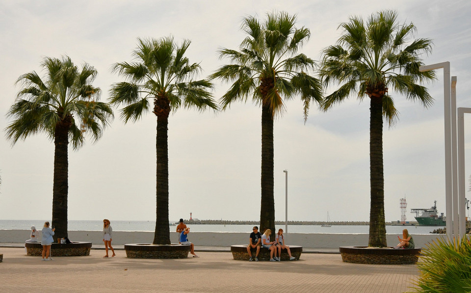 Пальмы на набережной в Сочи, Россия