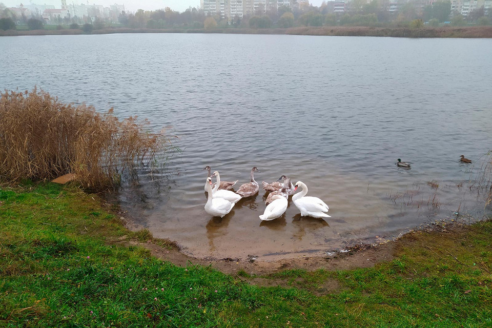 Озыв о Беларуси, лебеди