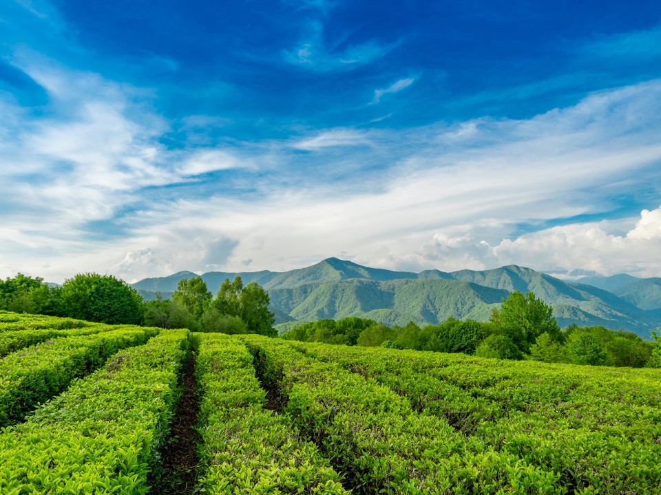 Где растет чай 6