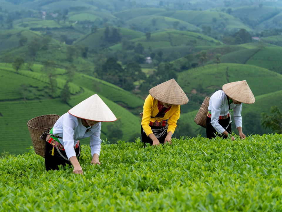 Где растет чай 5