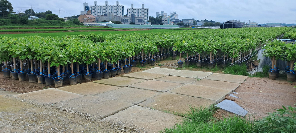 Южная Корея, отзыв4