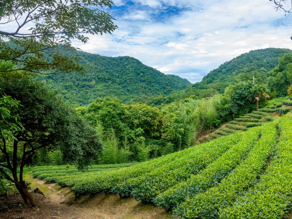 Чайные маршруты России 1