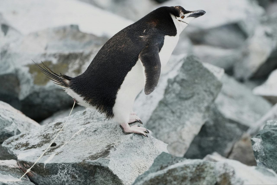 Пингвин не лучший домашний питомец