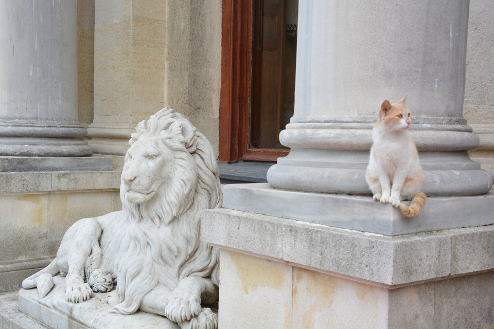 Кот и лев, дворец Бейлербей в Стамбуле