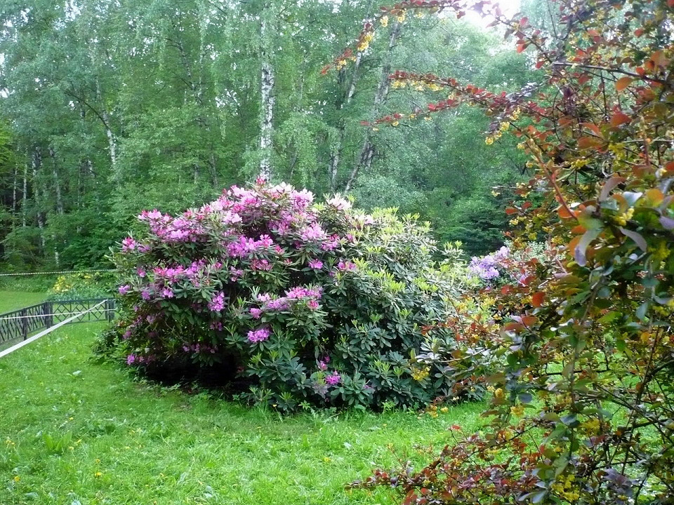 Главный ботанический сад РАН, Москва