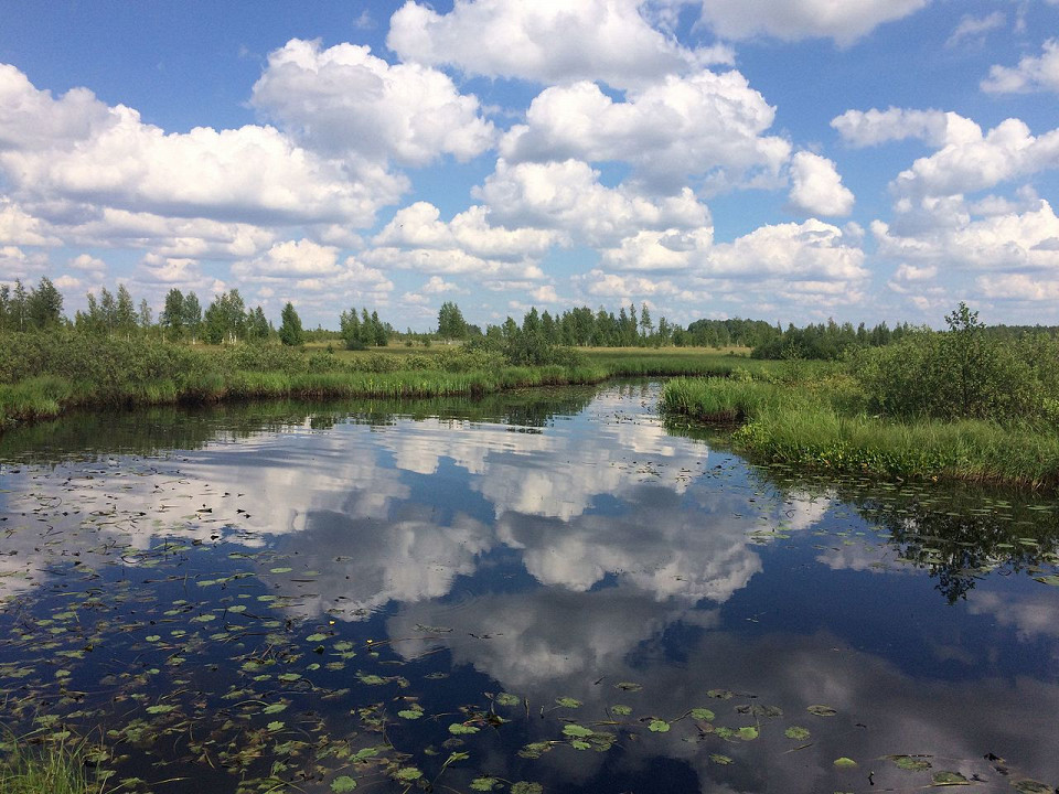 Полистовский заповедник летом