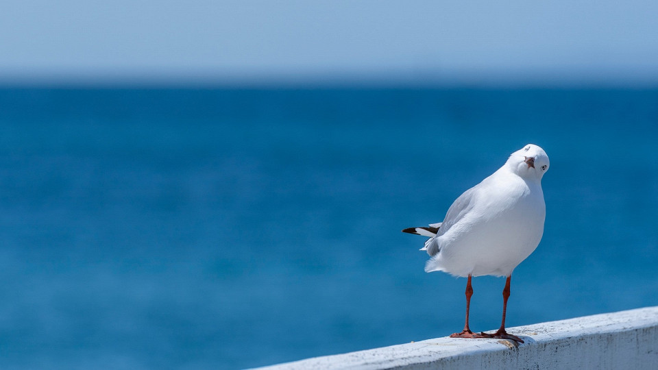 Чайка на фоне воды