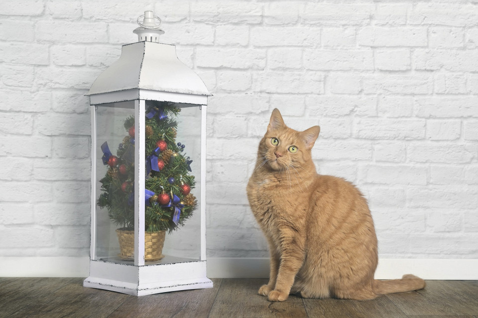 Кот и елка