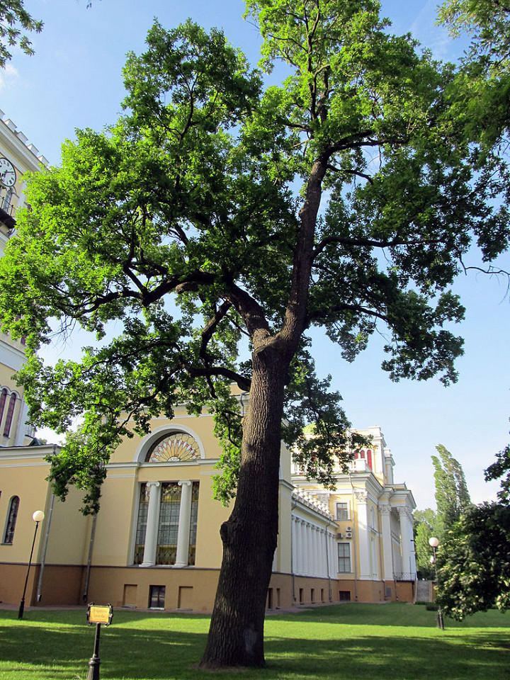 Гомельский парк, дуб черешчатый