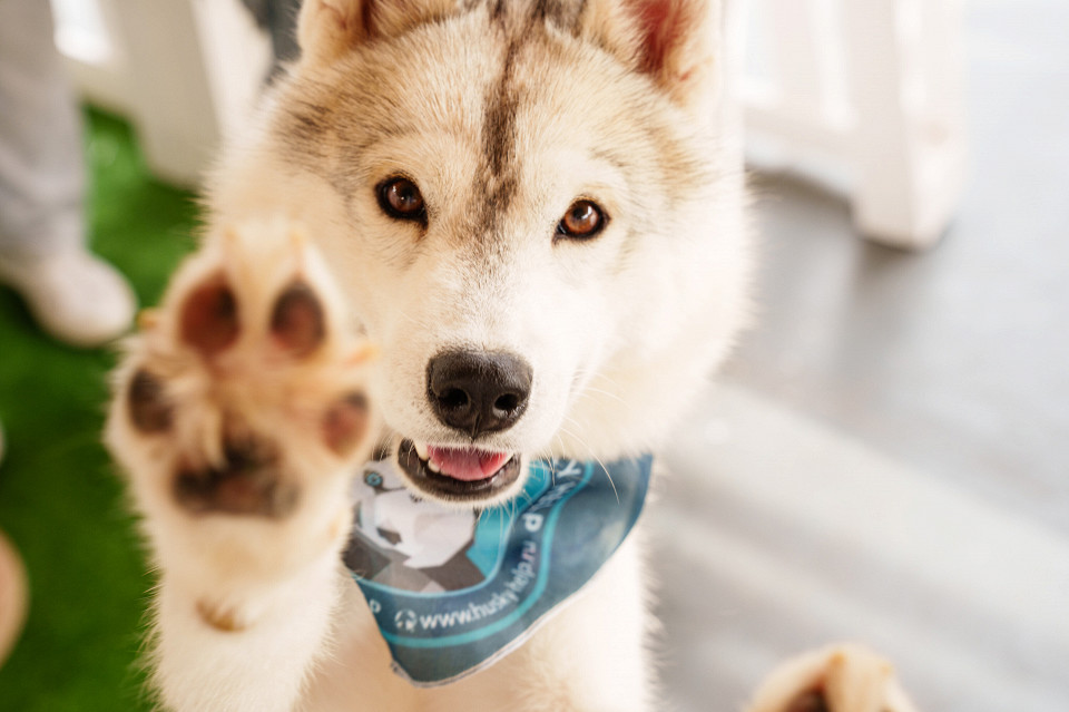 Мультимедийное пространство «Большая Страна»1