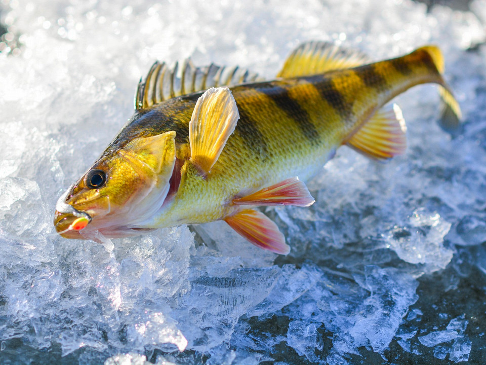 Где ловить окуня: лучшие места, приманки и советы для рыбалки 2