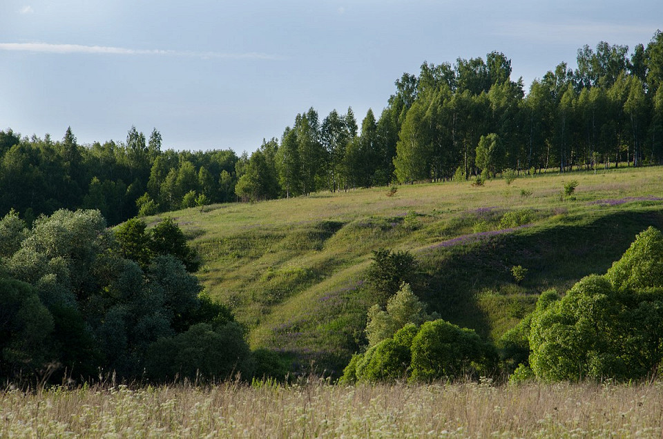 Заповедник «Тульские засеки»