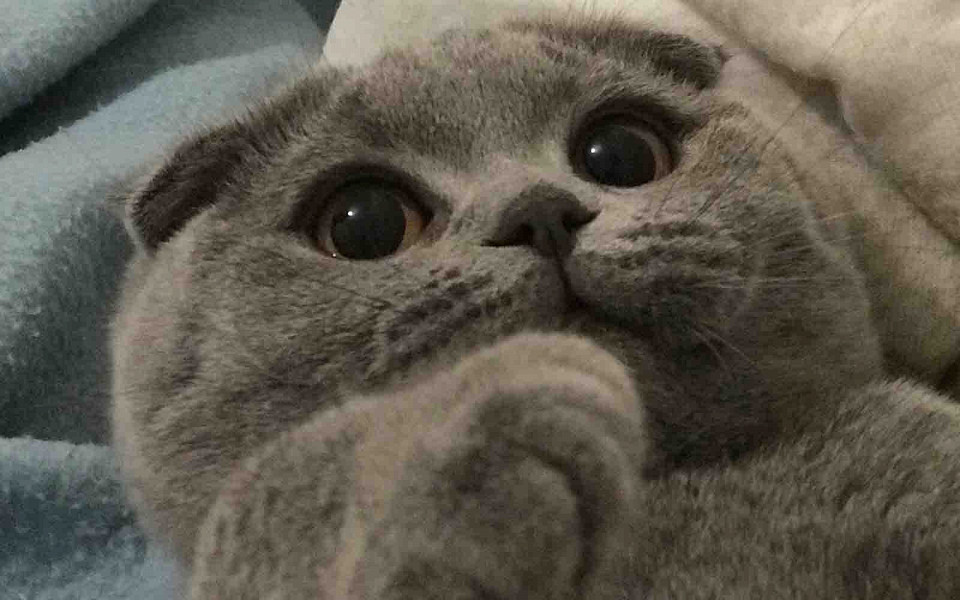 Скоттиш-фолд