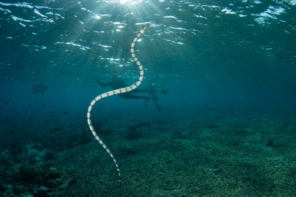 Ядовитая змея в море