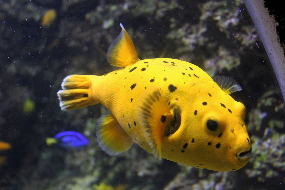 Представитель морской фауны в морском центре Sea Life, Хельсинки