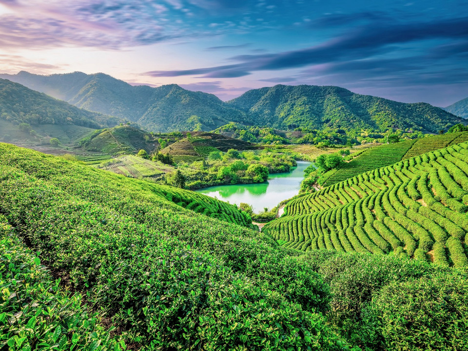 Где растет чай 1