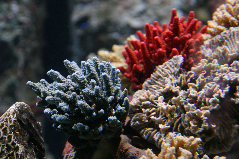 Морской центр Sea Life, кораллы
