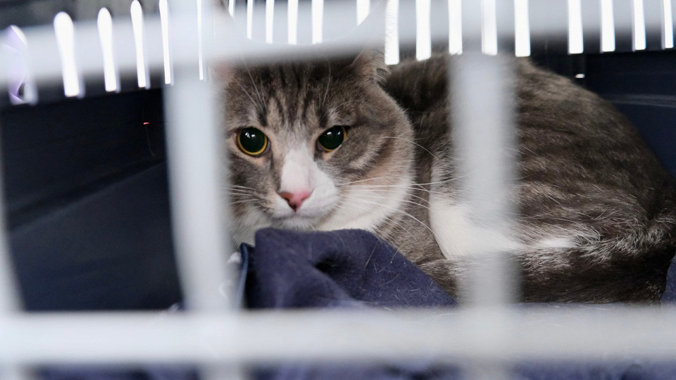 Серая кошка в переноске