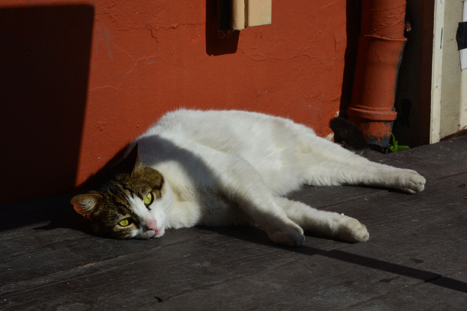 Кот лежит на солнце, Стамбул