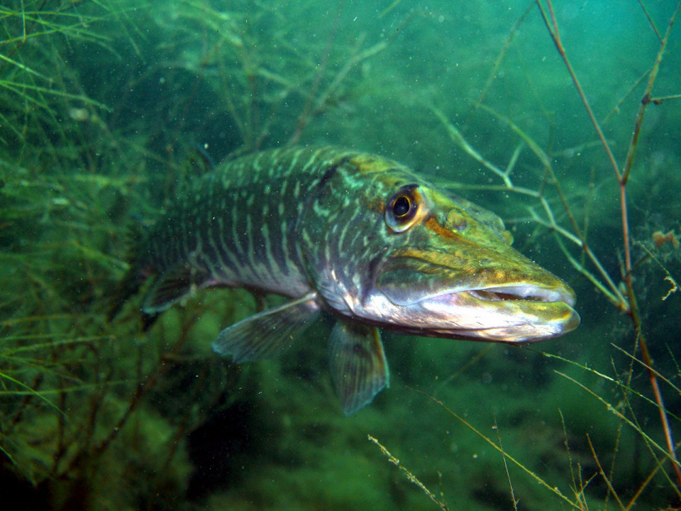 Где ловить щуку: лучшие места, сезон и секреты успешной рыбалки 1