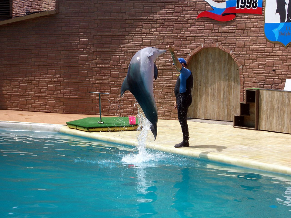 Утришский дельфинарий, прыжок дельфина
