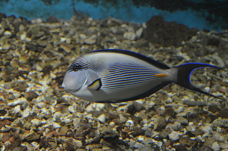 Аквариум в отеле Sea Life Hotel, Хургада