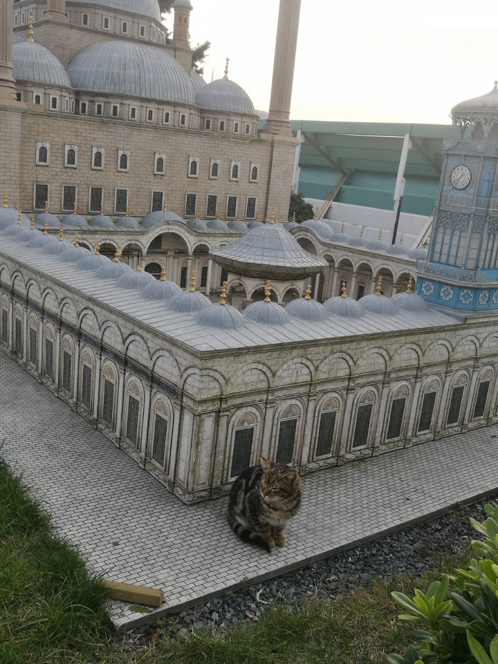 Переводчик в Стамбуле, отзыв5