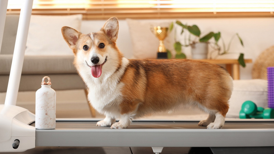 Собака на беговой дорожке