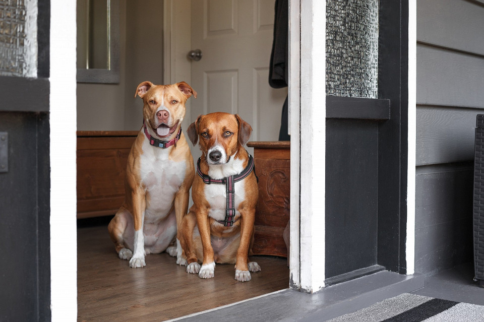 Собаки ждут в двери