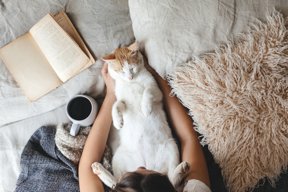 Кот спит на руках