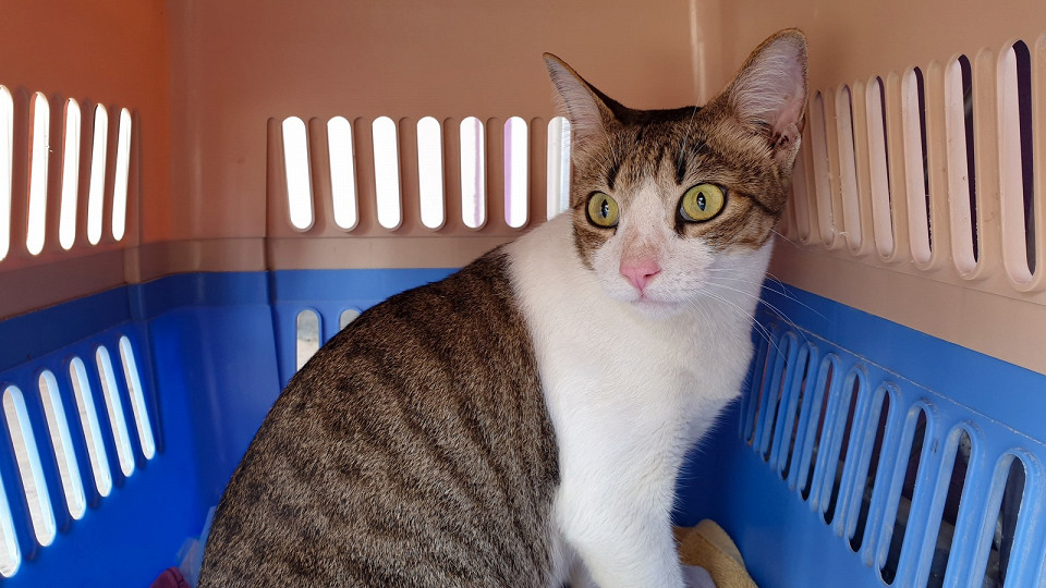 Кошка в пластиковой переноске